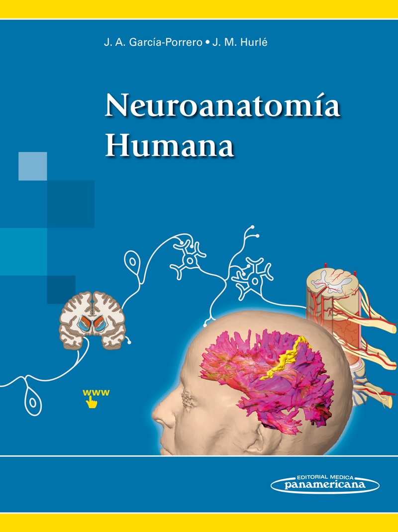 Resultado de imagen de neuroanatomia humana porrero"