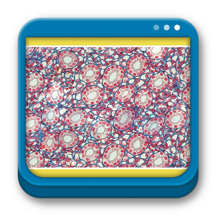 Histologia sobotta pdf descargar gratis