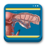 Atlas de Anatomía de la Pelvis y Cirugía Ginecológica de Michael