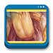 Libro de Atlas de Cirugía del Aparato digestivo